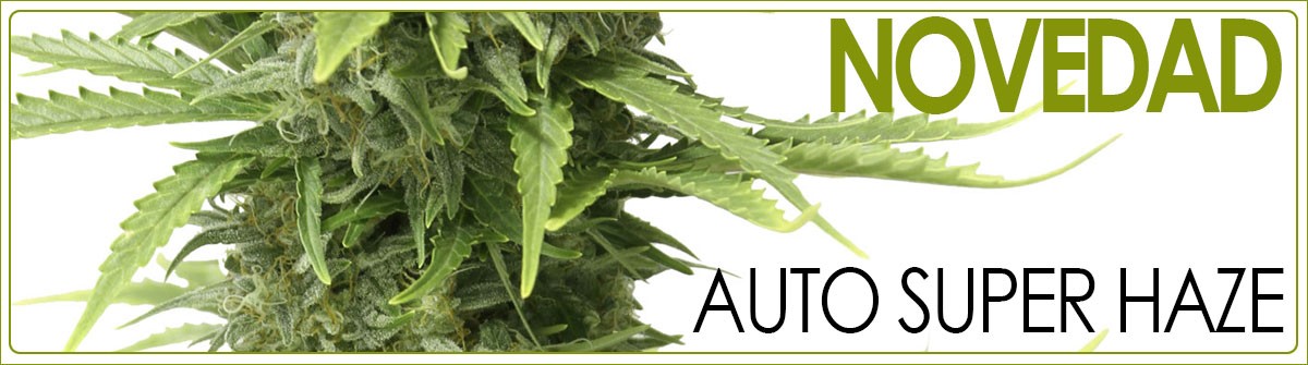 novedad-auto-super-haze